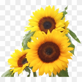 Sunflower Clip Art Images Xur - Yellow Flowers Background Hd, HD Png Download