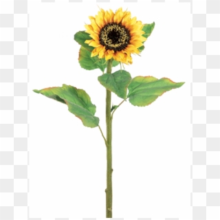 800 X 800 4 - Sunflower With Stem, HD Png Download