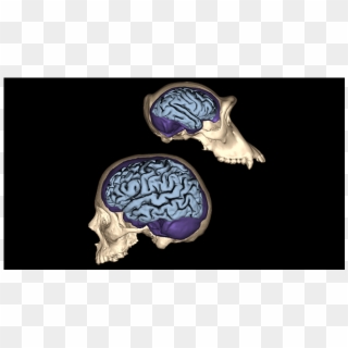 Human Brain Png - Evolution Of Human Brain And Skull, Transparent Png
