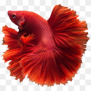 Betta Transparent Png - Betta Png, Png Download