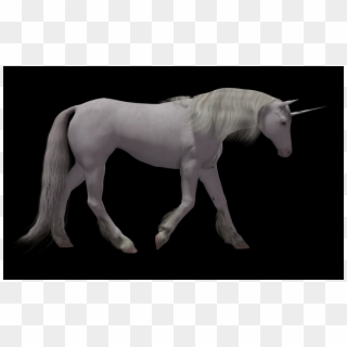 Unicorn Png Images - Stallion, Transparent Png