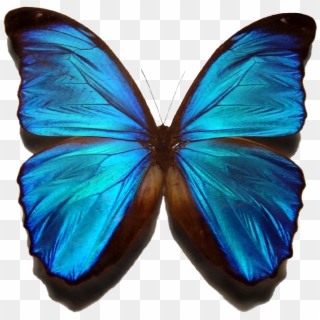 Blue Morpho Butterfly - Blue Morpho Butterfly Transparent, HD Png Download
