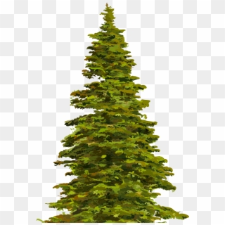 Christmas Tree Clipart - Spruce Clipart, HD Png Download