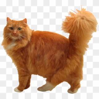 Cuddly Cat, HD Png Download