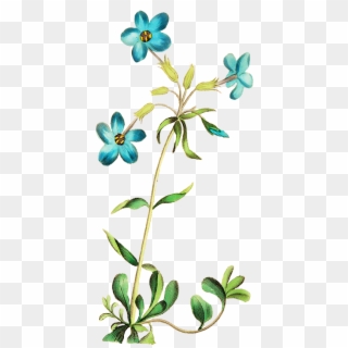 Wildflower Clipart Blue Wildflower - Beautiful Root Flower Clipart Transparent, HD Png Download
