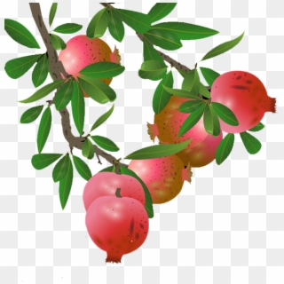 588 X 596 5 - Pomegranate Tree Png, Transparent Png