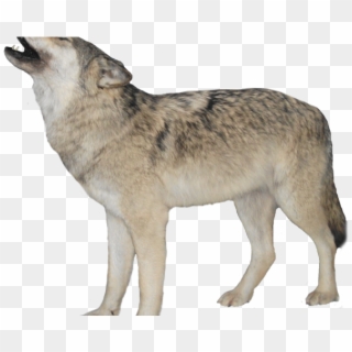Gray Wolf Clipart Wolf Howl - Transparent Background Wolf Transparent, HD Png Download