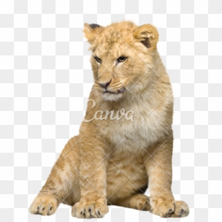 Lion Cub Sitting, HD Png Download