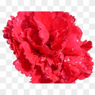 Red Flower Clipart Red Carnation - Transparent Background Carnation Png, Png Download