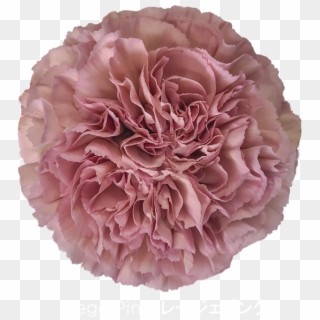 Colibri Flowers Carnation Lege Pink, Grower Of Carnations, - Carnation Lege Pink, HD Png Download