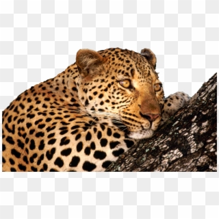 Caucasian Leopards, HD Png Download