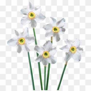 White Narcissus Png, Transparent Png