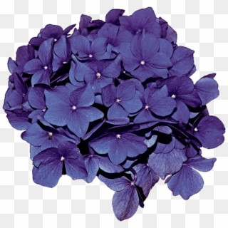 Hydrangea Png - Pink And Purple Hydrangea Png, Transparent Png