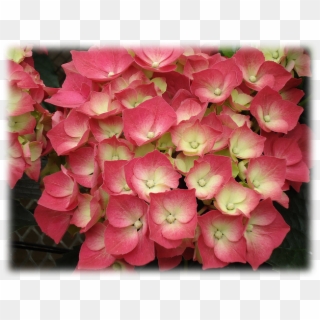 Hydrangea Macrophylla All Summer Beauty - Hydrangea Serrata, HD Png Download