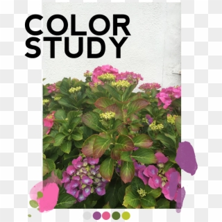 Color Study Pinkpurple Grey Green - Crown Of Thorns, HD Png Download