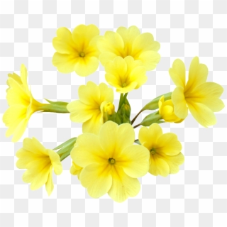 Yellow Flower Png Transparent - Sarı Çiçek Png, Png Download