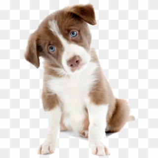 Jpg Freeuse Library Case Studies Dogs Are Experiments - Cute Dog Images Png, Transparent Png