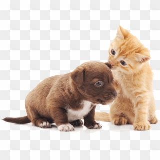 Clip Freeuse Stock Wellness Brodie Animal Hospital - Transparent Puppy And Kitten Png, Png Download