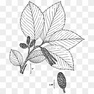 File Alnus Incana Drawing Png Wikimedia Commons - Transparent Png Plant Drawn, Png Download