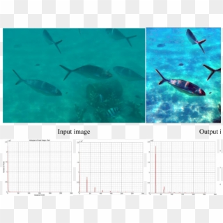 Shows An Example Of The Underwater Image, Fishes Under - Stingray, HD Png Download