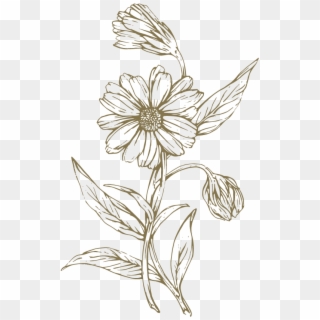 Freeuse Download At Getdrawings Com Free For Personal - Lily Family, HD Png Download