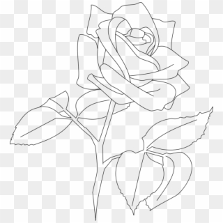 Flower Line Png - Transparent Rose Line Art, Png Download