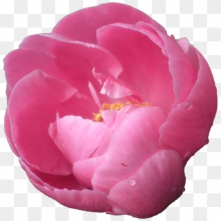 Peony Png Pic - Peony Transparent Background, Png Download