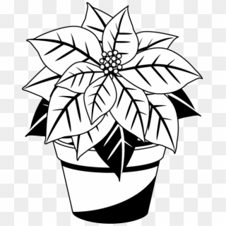 Clip Art Library Poinsettia Clipart Black And White - Poinsettia Black And White, HD Png Download