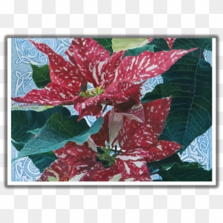 “good Tidings Of Great Joy” Two Poinsettias Irish Blessing - Poinsettia, HD Png Download