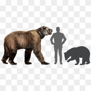 Comparison Of Short-faced Bear With Human And Black - Animals That Have Gone Extinct In The Last 150 Years, HD Png Download