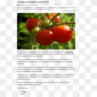 Pdf - Tomato, HD Png Download