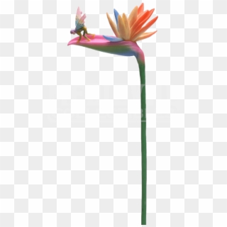 Bird Of Paradise Stem Flitty Fairy Flower - Fairy Flowers Png Transparent, Png Download