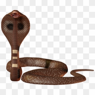 Snakes, HD Png Download