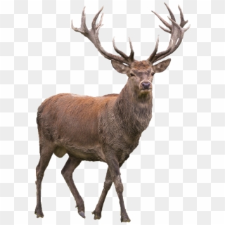 Red Deer Elk Barasingha - Elk Png, Transparent Png