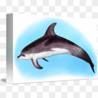 Drawn Dolphins Atlantic Spotted Dolphin - Atlantic Spotted Dolphin, HD Png Download