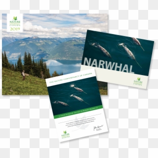 Narwhal Png , Png Download, Transparent Png