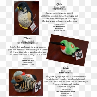 Birdies1 Birdies2 - Accipitridae, HD Png Download