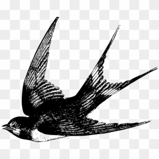 Animal, Bird, Flight, Flying, Swallow - Swallow Bird Drawing, HD Png Download