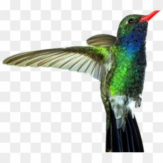 Drawn Hummingbird Png Transparent - Imagens De Substantivos Compostos, Png Download
