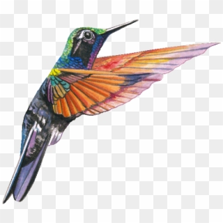 Aves - Mesoamerican Hummingbird, HD Png Download