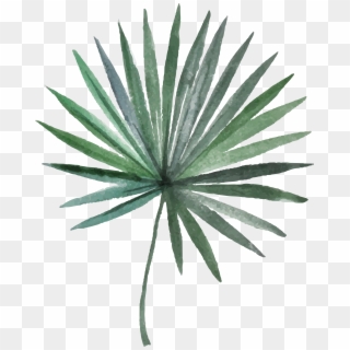 Arecaceae Leaf Photography Green Needle Plant Arecales - Illustration, HD Png Download