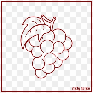Common Grape Vine Drawing Coloring Book - Grape Bunch Drawing, HD Png Download
