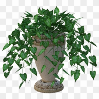 Houseplant, HD Png Download