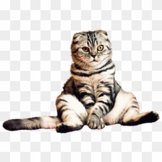 Cat Png - Cat With Transparent Background, Png Download
