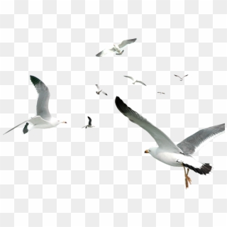 Decorative Flocks Pattern Flying Gulls Simple Seagull - Flying Seagull Png, Transparent Png