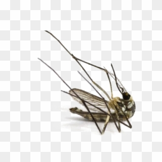 Mosquito Png Image - Dead Mosquito, Transparent Png