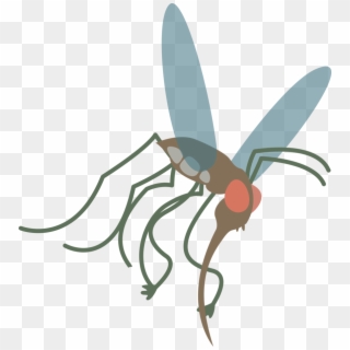 Mosquito Vector Png, Transparent Png