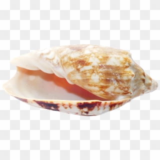 Sea, Shells, Ocean, Beach, Vacation, Sea Shells, Sand - Seashell, HD Png Download