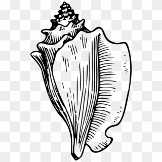 Shakespeare Clipart - Conch Shell Clipart, HD Png Download