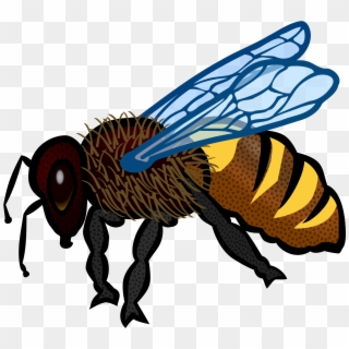 Delighted Bee Pictures To Colour Icons Png Free And - Honey Bee Drawing In Color, Transparent Png